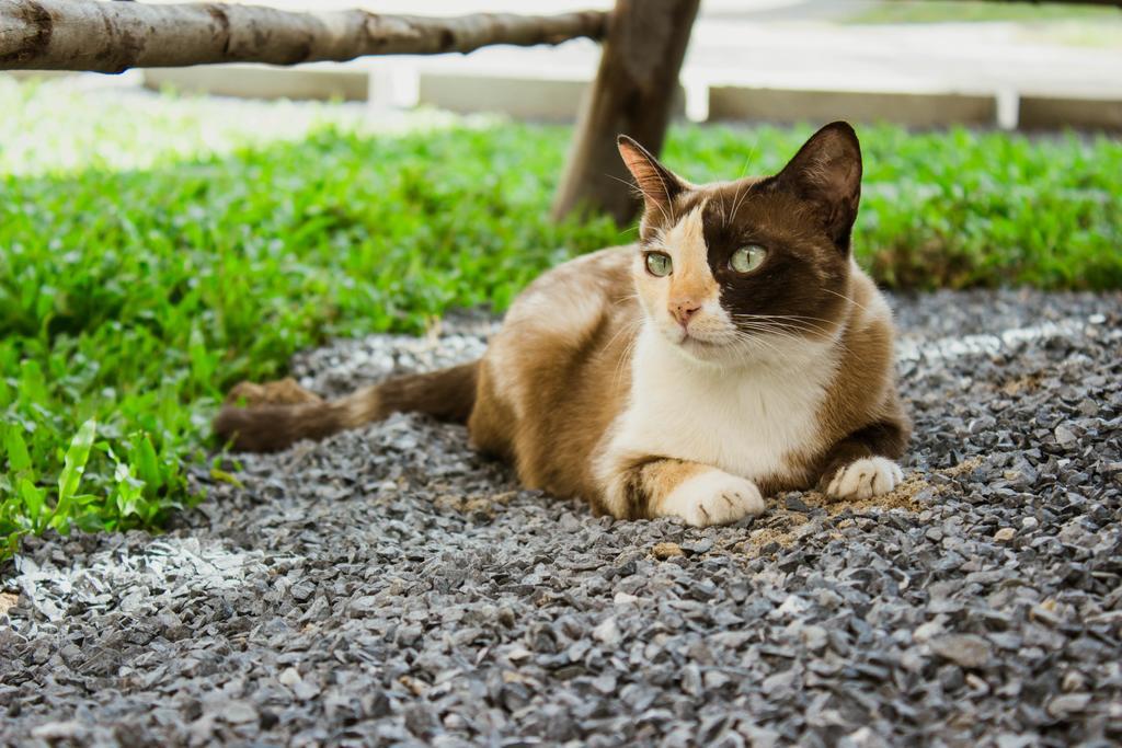 Ban Klong Srabua Ξενοδοχείο Αγιουτάγια Εξωτερικό φωτογραφία